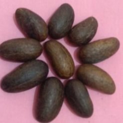 Petit cola (Garcinia Cola)