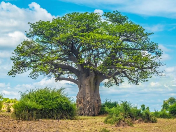 Poudre de feuilles sèches de Baobab 100% naturel: Adansonia digitata – Image 2