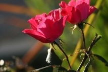 TISANES ET PRODUITS NATURELS