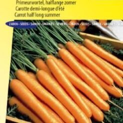 Carotte d'Amsterdam 2 Amfine