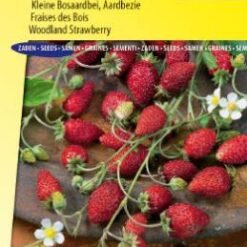 Fraisier des bois Baron Solemacher (Rügen)