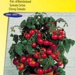 Tomate cerise Minibel (pour pot)