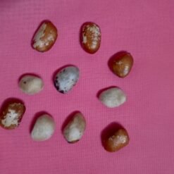 Alternative view of Arachide des Anango ou arachide sauvage