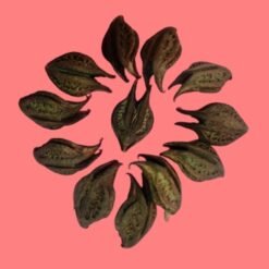 Griffe de lion ou bicorne ( Martynia annua)