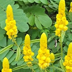 Feuilles de Cassia alata (dartrier) (Kontaba)