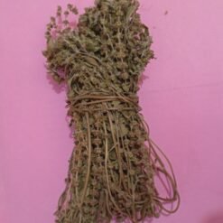 Basilic Africain (Ocimum gratissimum) SAN-THE