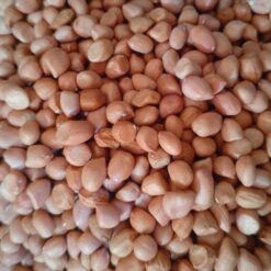 Graines d'arachide séchées (Arachis hypogaea)