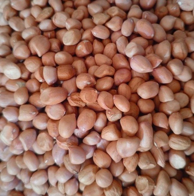 Graines d'arachide séchées (Arachis hypogaea)