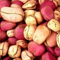 La noix de kola (cola) nitida bio d'Afrique