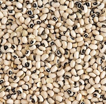 Le haricot Africain ou niébé (Vigna unguiculata)