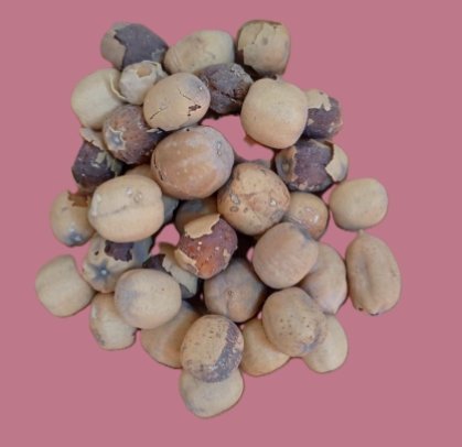 Fruit du balanitès (Balanites aegyptiaca) ou dattier du désert