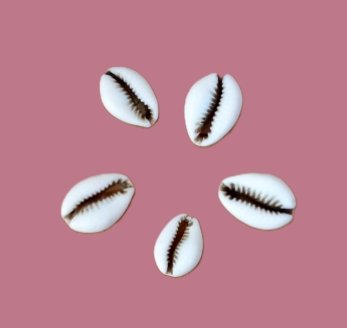 Cauri naturel (Monetaria moneta ou Cypraea moneta) – Image 2