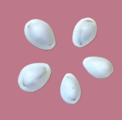 Cauri naturel (Monetaria moneta ou Cypraea moneta)